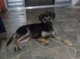 Cachorro raça Srd idade  nome Chica