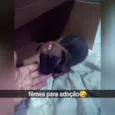 Dora