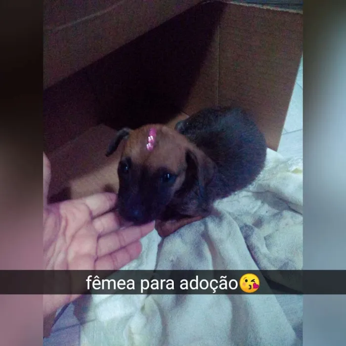 Cachorro raça Srd idade Abaixo de 2 meses nome Dora