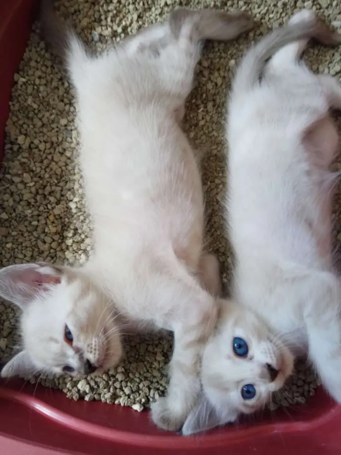 Gato ra a Siamês idade Abaixo de 2 meses nome Não tem nome