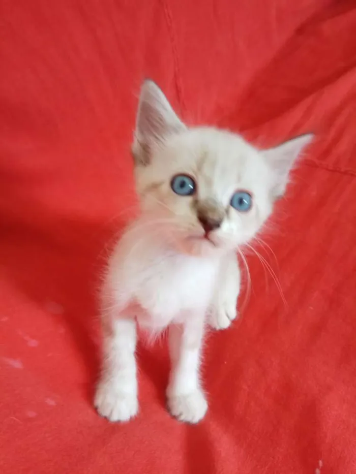 Gato ra a Siamês idade Abaixo de 2 meses nome Não tem nome