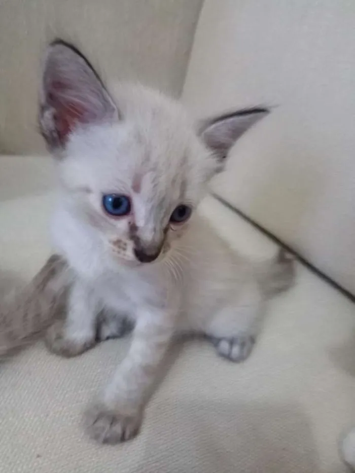 Gato ra a Siamês idade Abaixo de 2 meses nome Não tem nome