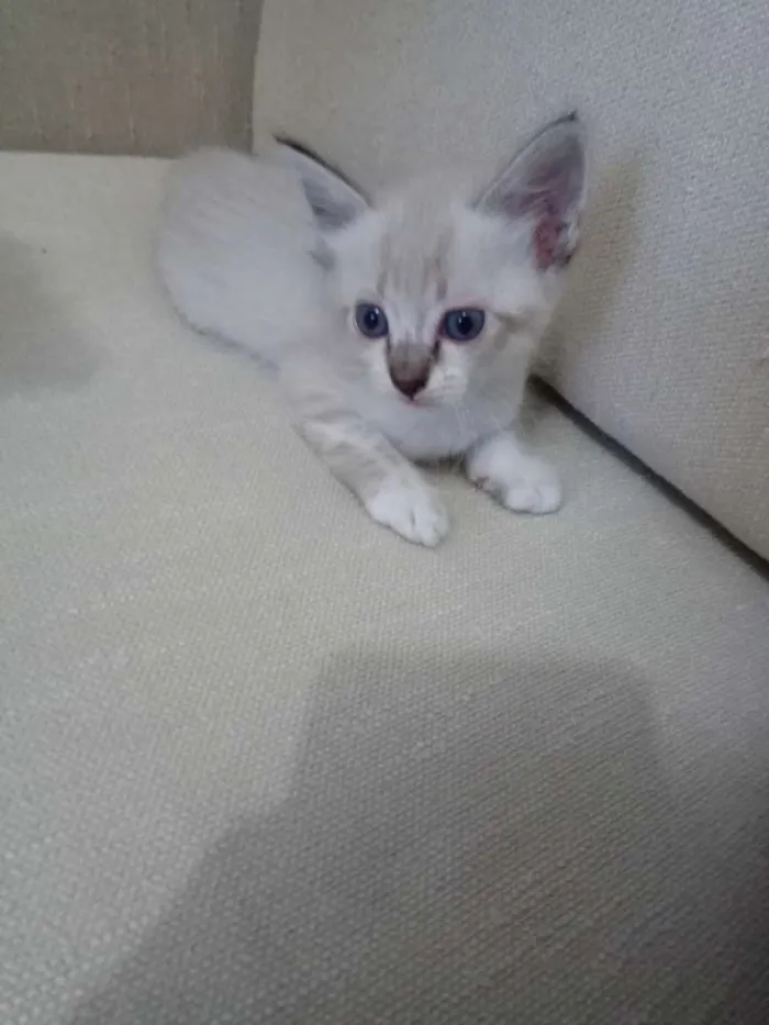 Gato ra a Siamês idade Abaixo de 2 meses nome Não tem nome