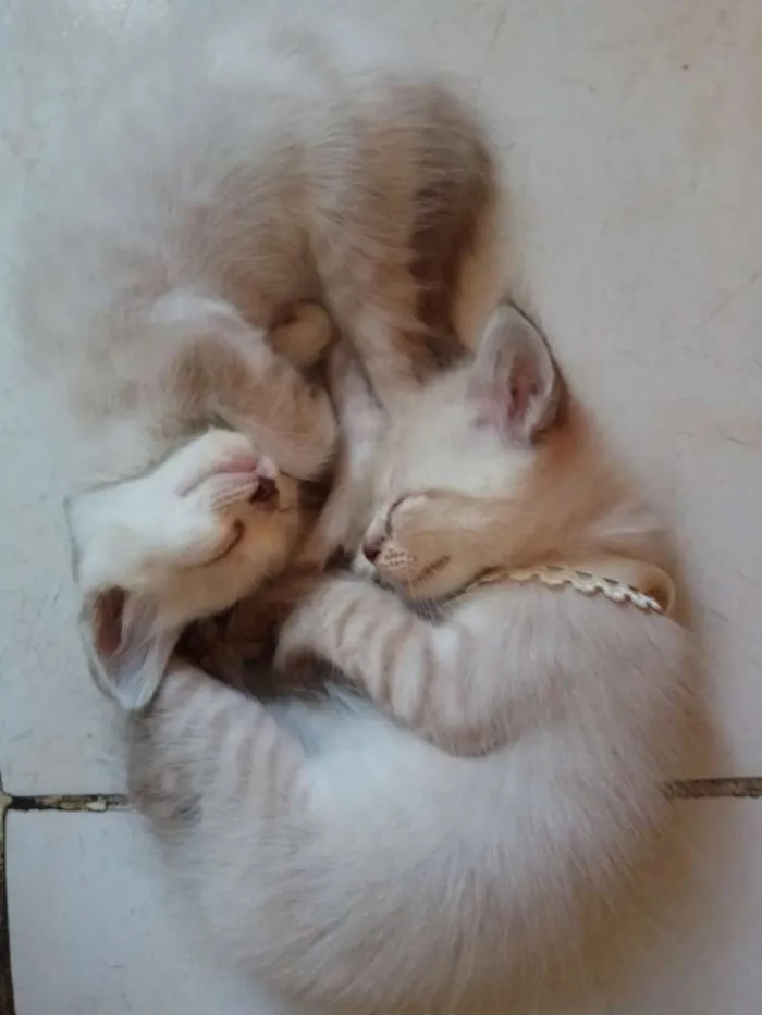 Gato ra a Siamês idade Abaixo de 2 meses nome Não tem nome