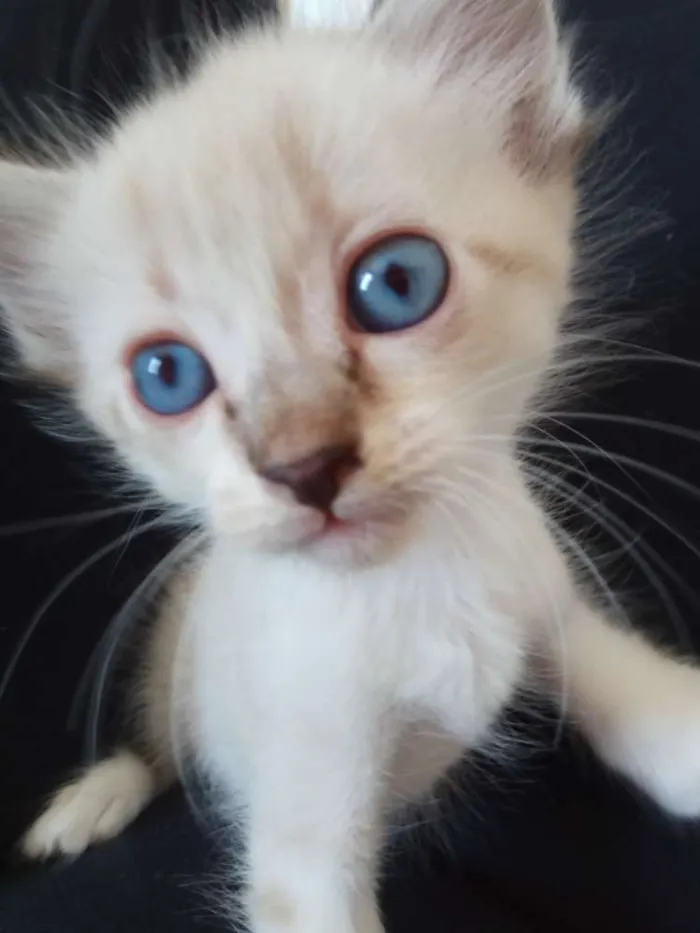 Gato ra a Siamês idade Abaixo de 2 meses nome Não tem nome
