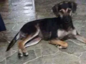 Cachorro raça Srd idade  nome Chica
