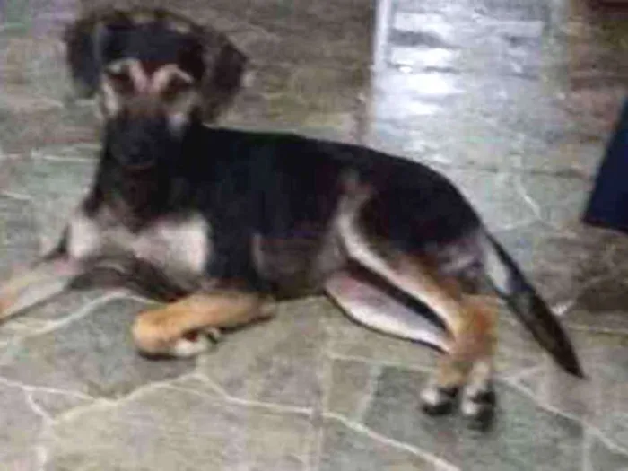 Cachorro raça Srd idade  nome Chica