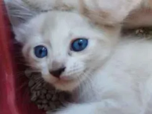 Gato raça Siamês idade Abaixo de 2 meses nome Não tem nome