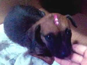 Cachorro raça Srd idade Abaixo de 2 meses nome Dora