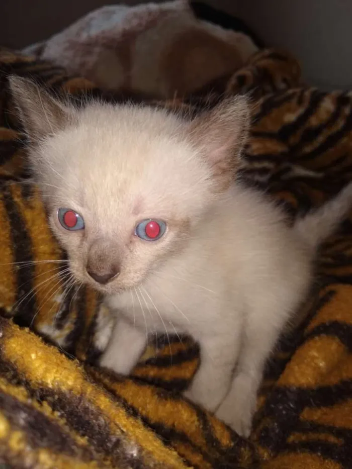 Gato ra a Siames idade Abaixo de 2 meses nome Varios