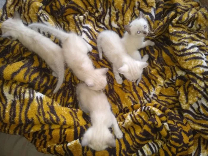 Gato ra a Siames idade Abaixo de 2 meses nome Varios