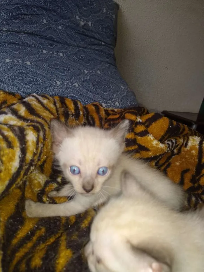 Gato ra a Siames idade Abaixo de 2 meses nome Varios
