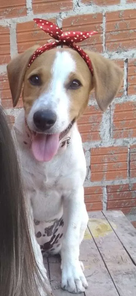 Cachorro ra a  idade 7 a 11 meses nome Lully