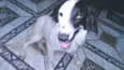 Pingo