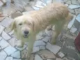 Rubi
