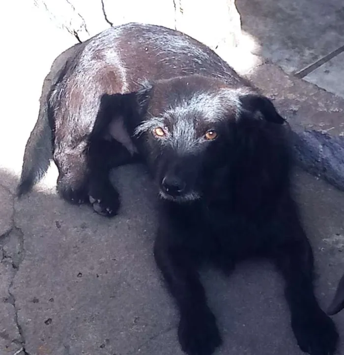 Cachorro ra a SRD idade 7 a 11 meses nome Lili