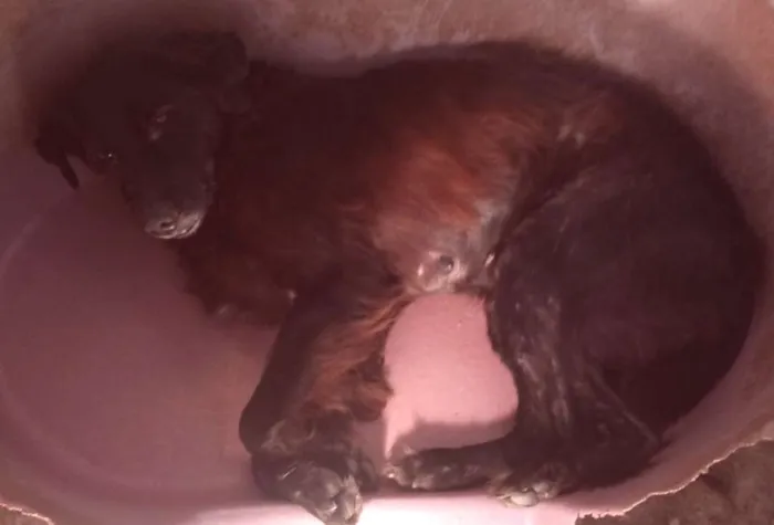 Cachorro ra a pastor belga idade  nome Nega