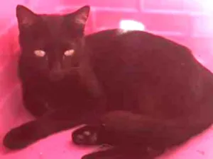 Gato raça SRD idade 7 a 11 meses nome Pletinha