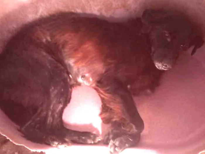 Cachorro ra a pastor belga idade  nome Nega