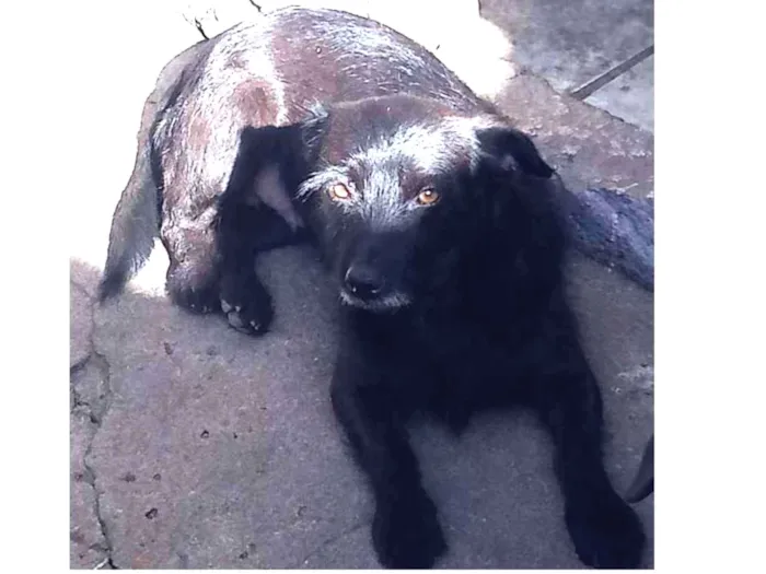 Cachorro ra a SRD idade 7 a 11 meses nome Lili