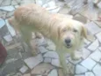Rubi