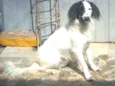 Pingo