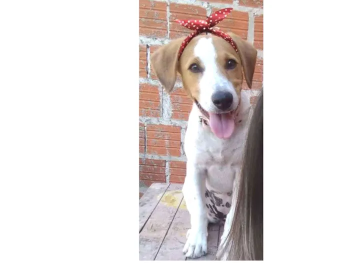 Cachorro ra a  idade 7 a 11 meses nome Lully