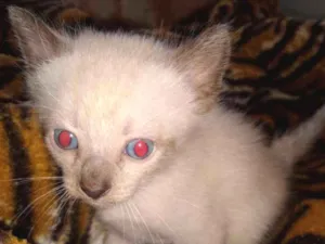 Gato raça Siames idade Abaixo de 2 meses nome Varios