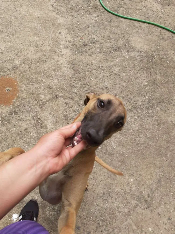 Cachorro ra a Vira lata idade 2 a 6 meses nome Meg