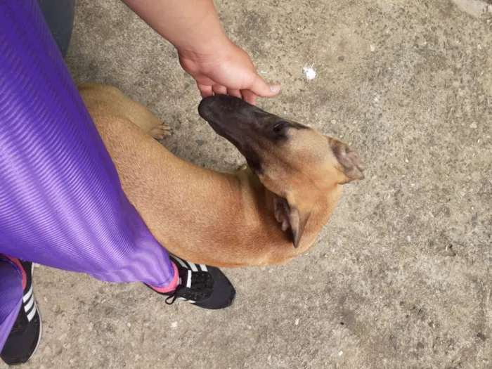 Cachorro ra a Vira lata idade 2 a 6 meses nome Meg