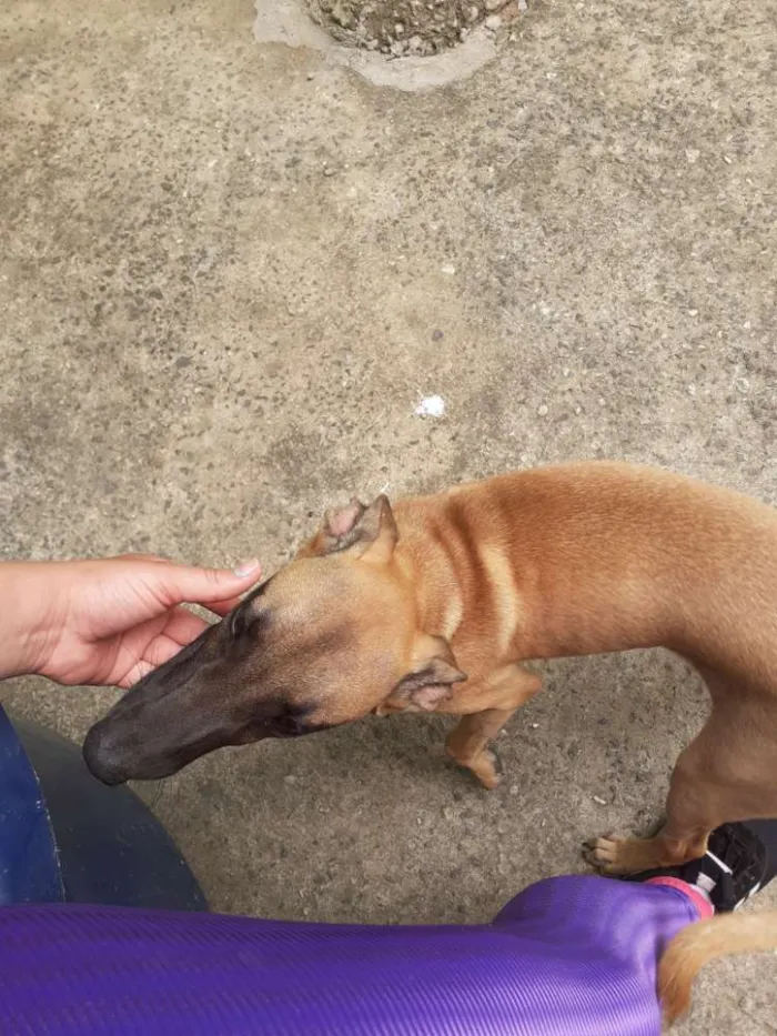 Cachorro ra a Vira lata idade 2 a 6 meses nome Meg