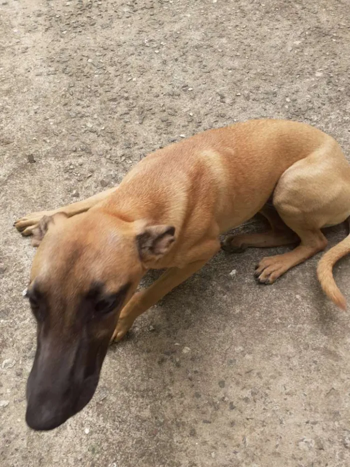 Cachorro ra a Vira lata idade 2 a 6 meses nome Meg