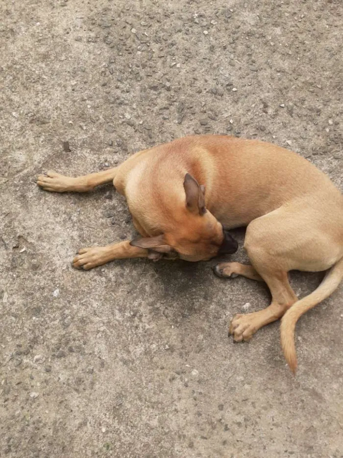 Cachorro ra a Vira lata idade 2 a 6 meses nome Meg