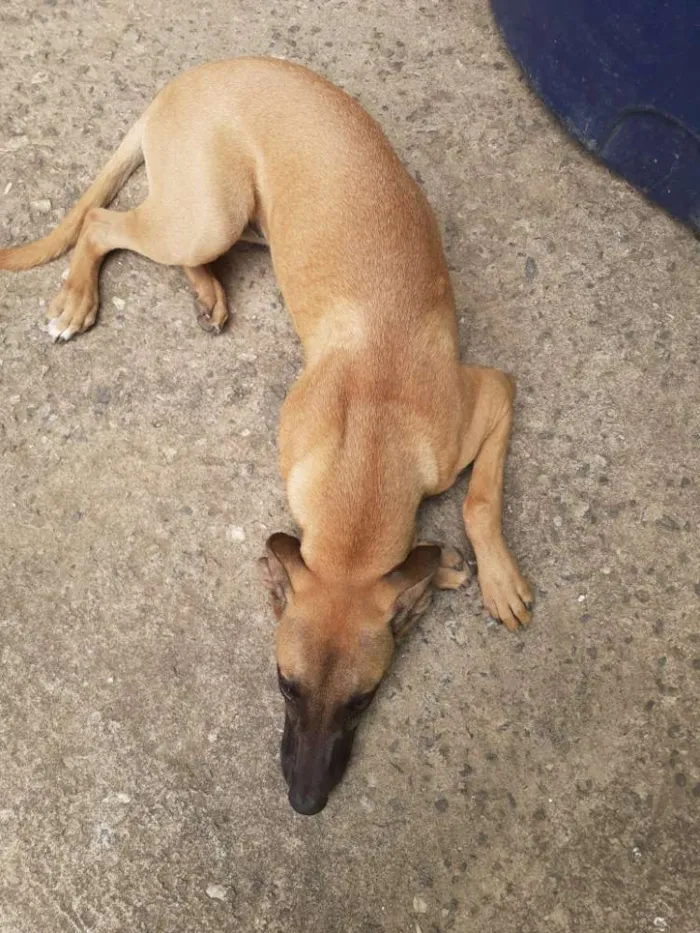 Cachorro ra a Vira lata idade 2 a 6 meses nome Meg