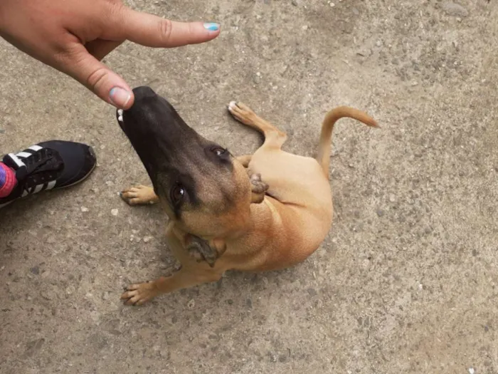 Cachorro ra a Vira lata idade 2 a 6 meses nome Meg