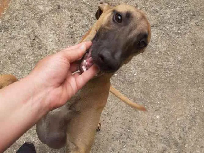 Cachorro ra a Vira lata idade 2 a 6 meses nome Meg