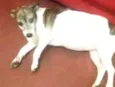 Lulu