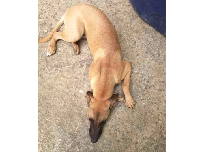 Cachorro ra a Vira lata idade 2 a 6 meses nome Meg