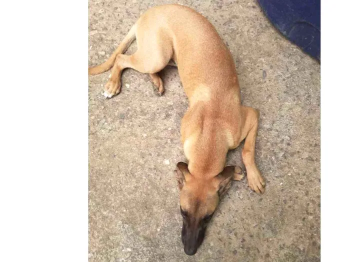 Cachorro ra a Vira lata idade 2 a 6 meses nome Meg