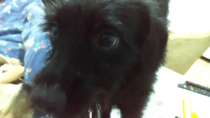Cachorro ra a Sem raça definida idade 7 a 11 meses nome Tume