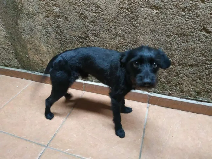 Cachorro ra a Sem raça definida idade 7 a 11 meses nome Tume