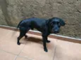 Tume