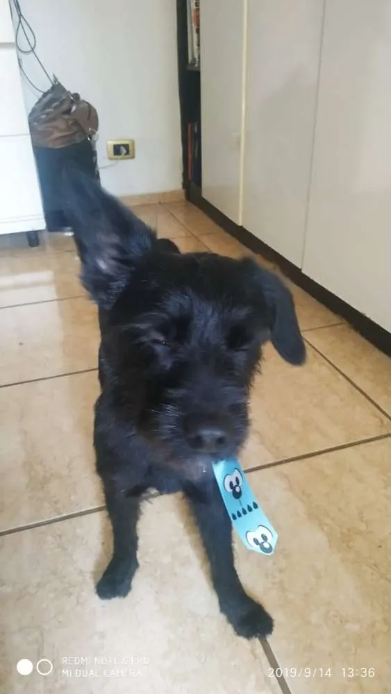 Cachorro ra a Sem raça definida idade 7 a 11 meses nome Tume