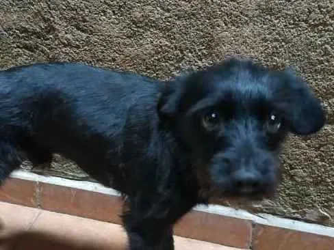 Cachorro ra a Sem raça definida idade 7 a 11 meses nome Tume