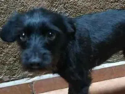 Cachorro ra a Sem raça definida idade 7 a 11 meses nome Tume
