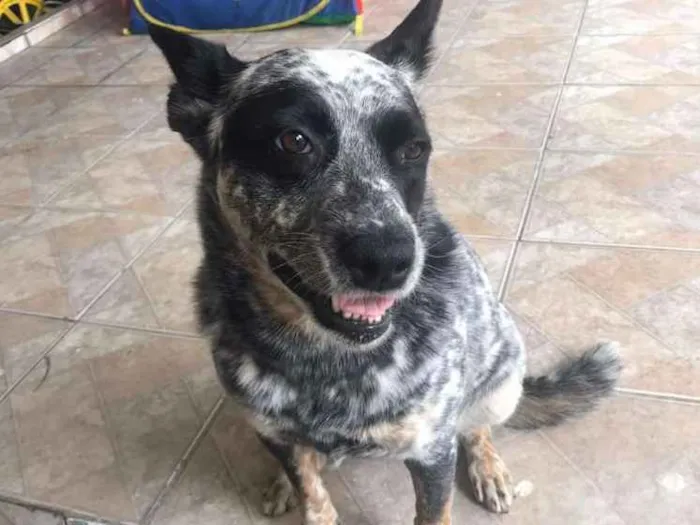 Cachorro ra a Australian Cattle idade 3 anos nome Panda