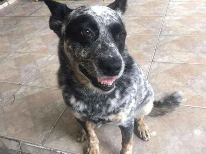 Cachorro ra a Australian Cattle idade 3 anos nome Panda