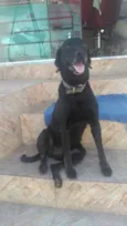 Negão