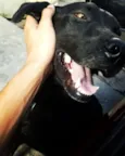 Negão