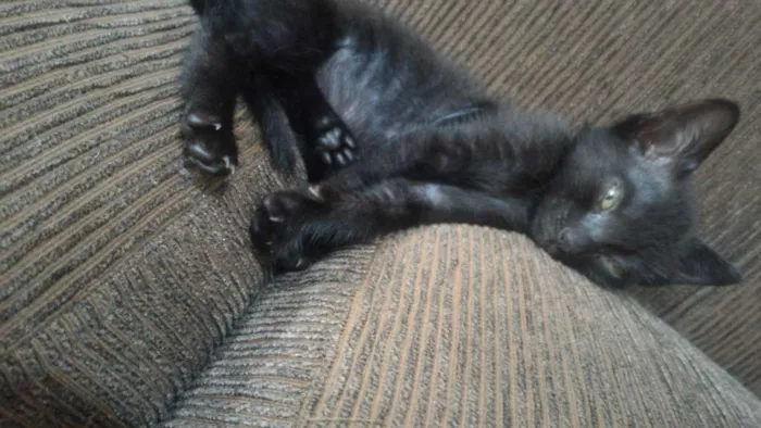Gato ra a Vira lata idade 2 a 6 meses nome Sem nome